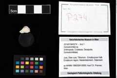 Foto (Objekt + Etikett) von Goniodromites sp.  (NHMW-GEO-2014-0194-0274)